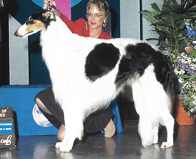 Top Best of Opposite Sex Borzoi 2003